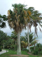 Puerto Rican Hat Palm - Live Plants in 4 Inch Growers Pots - Sabal Causiarum - Rare Ornamental Palms of Florida