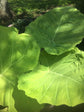 Colocasia Elephant Ear Plant - 4 Live Starter Plants - Colocasia Esculenta - Beautiful Large Leaf Foliage Starter Multipack