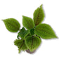 Friendship Plants - Live Starter Plants in 2 Inch Pots - Baby Pilea - Beautiful Textured Indoor Houseplant