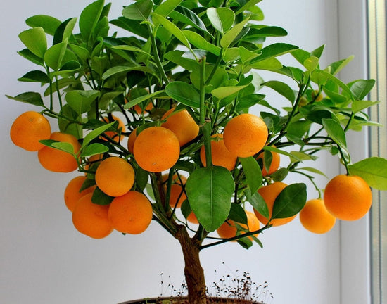 Sunburst Tangerine Tree - Live Plants in 1 Gallon Pots - Florida Only - Beautiful Fruit Bearing Citrus for Patio and Garden