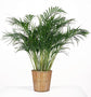 Neanthe Bella Parlor Palm - 4 Live Starter Plants in 2 Inch Pots - Baby Plants - Chamaedorea Elegans - Beautiful Clean Air Indoor Houseplant - Air Purifying