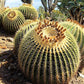 Golden Barrel Cactus - Live Plant in a 6 Inch Pot - Echinocactus Grusonii - Beautiful and Unique Cactus Succulent