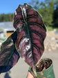 Azalani Alocasia - Live Plant in a 4 Inch Pot - Florist Quality Air Purifying Indoor Plant - Nature&