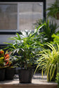 Lady Palm - Live Plants in 6 Inch Growers Pots - Rhapis Excelsa - Beautiful Clean Air Indoor Outdoor Houseplant