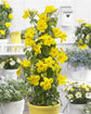 Yellow Mandevilla Plant with Hoop - Live Plant in a 6 Inch Pot - Florist Quality Flowering Easy Care Vine for The Patio and Garden (3 Plants)