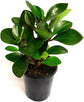 Peperomia Multi Pack - 3 Live Plants in 4 Inch Pots - Varieties are Grower&