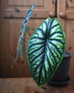 Green Dragon Scale Alocasia - Live Plant in a 4 Inch Pot - Florist Quality Air Purifying Indoor Plant - Nature&