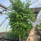 Ficus Benjamina Weeping Fig Standard - Live Plant in a 10 Inch Pot - Ficus Benjamina - Beautiful Ornamental Interior Tree