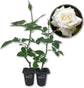 Pope John Paul Rose Bush - Live Starter Plants in 2 Inch Pots - Beautifully Fragrant Heirloom Rose from Florida - A Versatile Beauty with a Rich Fragrance