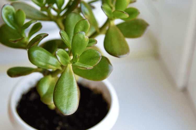 live jade plant in blossom white pot Jade Plant - Live Plants in 6 Inch Pots - Crassula Ovata
