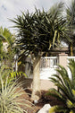 Hercules Aloe Tree - Live Plant in a 3 Gallon Growers Pot - Aloidendron &
