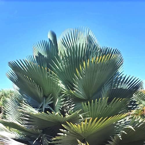 Giant Yarey Palm - Live Plant in a 4 Inch Growers Pot - Copernicia Fal ...
