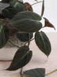 Philodendron - Live Starter Plant - Rare and Elegant Indoor Houseplant