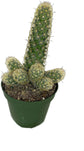 Artisan Grown Cactus Collection – 5 Live Cacti Plants in 4 Inch Pots – Growers Choice - Hand-Picked for Beauty – Perfect Plant Assortment for Indoors or Outdoors
