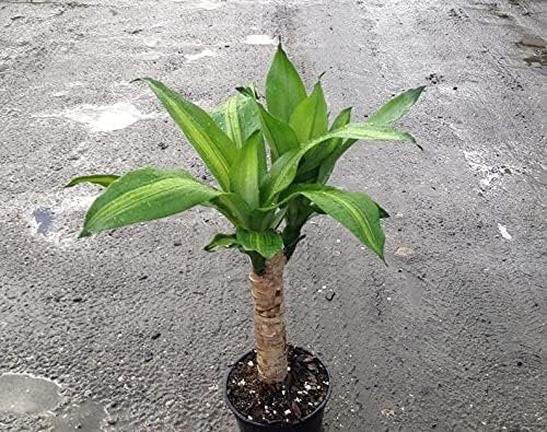 mass cane plant air purifier Dracaena Mass Cane - Live Plants in 6 Inch Pots - Dracaena Fragrans 'Massangeana'