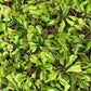 Carnivorous Tropical Plants - Live Starter Plants in 2 Inch Pots - Beautiful Easy Care Indoor Tropical Carnivorous Plants