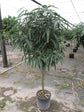 Ficus Alii Braid Tree - Live Plant in a 10 Inch Pot - Ficus Binnendiijkii &