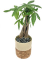 Bonsai Cork Planter - Live Plants in 5 Inch Decorative Pots - Plant Variety is Grower&
