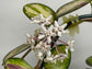 Hoya - Live Plant in a 2 Inch Pot - Indoor Houseplants Straight from The Nursery