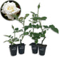 Pope John Paul Rose Bush - Live Starter Plants in 2 Inch Pots - Beautifully Fragrant Heirloom Rose from Florida - A Versatile Beauty with a Rich Fragrance