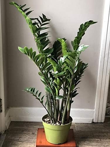 zz plant medium ZZ Plant - Live Plant in a 8 Inch Pot - Zamioculcas Zamiifolia