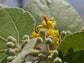 Sherbet Berry Phalsa Plant - 4 Live Starter Plants in 2 Inch Pots - Grewia Asiatica - Sweet Edible Fruit Tree for The Garden