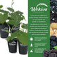 Blackberry Variety Pack - 4 Live Starter Plants - Rubus - Four Live Starter Plants for Your Edible Garden