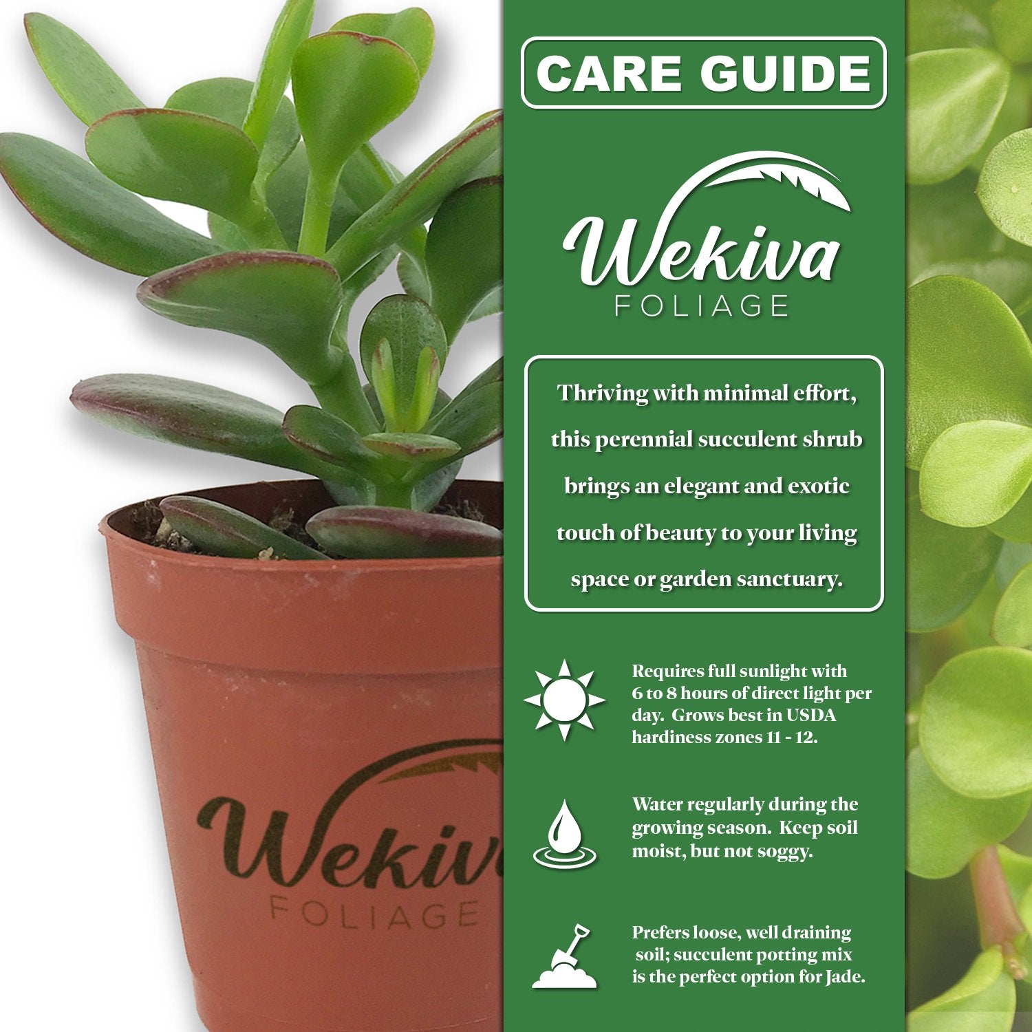 jade plant hardiness Mini Leaf Jade Plant - Live Starter Plants in 2 Inch Pots - Portulacaria Afra