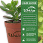 Mini Leaf Jade Plant - Live Starter Plants in 2 Inch Pots - Portulacaria Afra - Drought Tolerant Indoor Outdoor Succulent Houseplant