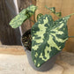 Alocasia - 4 Live Starter Plants in 2 Inch Pots - Alocasia - Florist Quality Air Purifying Indoor Plant - Nature&