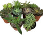 Artisan Grown Succulent Collection – 10 Live Succulent Plants in 4 Inch Pots – Growers Choice - Hand-Picked for Beauty – Perfect Plant Assortment for Indoors or Outdoors