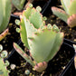 Kalanchoe Mother of Thousands - Live Plant in a 2 Inch Pot - Kalanchoe Daigremontiana - Beautiful Indoor Outdoor Cacti Succulent Houseplant