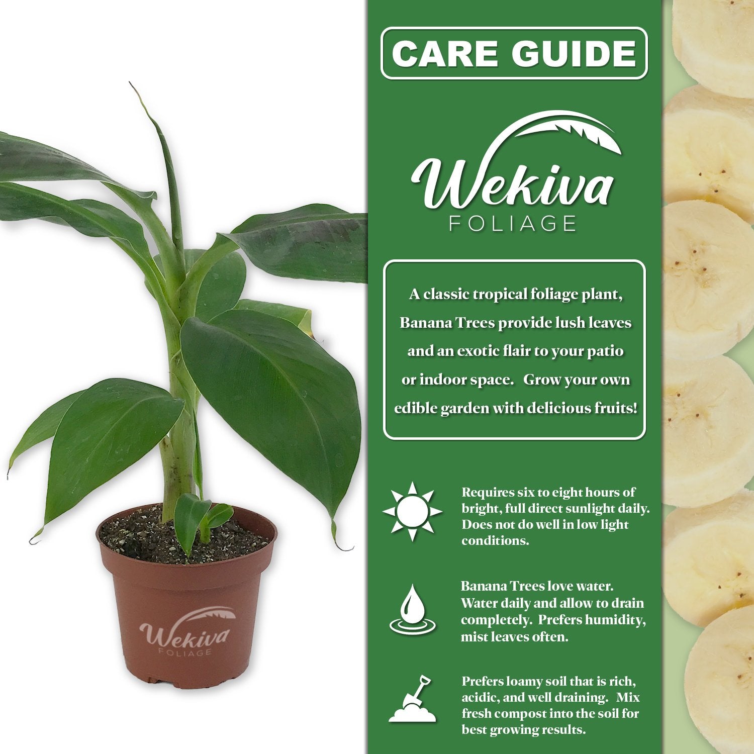 banana plant care in pot Banana Tree - Live Plant in a 4 Inch Growers Pot