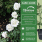 Pope John Paul Rose Bush - Live Starter Plants in 2 Inch Pots - Beautifully Fragrant Heirloom Rose from Florida - A Versatile Beauty with a Rich Fragrance