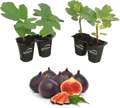 Fig Tree - 4 Live Starter Plants - Ficus Carica - Edible Fruit Tree for The Patio and Garden