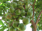 Beaumont Macadamia Nut Tree - Live Plants in 1 Gallon Pots - Macadamia Integrifolia - Edible Nut Tree for Gardens