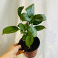 Calathea Prayer Plant - Live Plant in a 2 Inch Pot - Starter Plants - Beautiful and Elegant Easy Care Indoor Houseplants from The Nursery