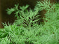 Dill Plant - Live Plants in 4 inch Pot - Indoor Outdoor Edible Herbs for Kitchen Garden