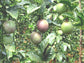 Passion Fruit Plant - 2 Live Tissue Culture Starter Plants - Edible Fruit Bearing Vine for The Patio and Garden