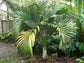 Belmore Sentry Palm - Live Plant in a 3 Gallon Growers Pot - Howea Belmoreana - Beautiful Clean Air Indoor Outdoor Houseplant