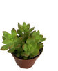 Artisan Grown Succulent Collection – 3 Live Succulent Plants in 4 Inch Pots – Growers Choice - Hand-Picked for Beauty – Perfect Plant Assortment for Indoors or Outdoors