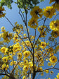 Yellow Tabebuia Trumpet Tree - Live Plants in 4 Inch Pots - Handroanthus Chrysanthus - Beautiful Flowering Tree