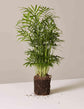 Neanthe Bella Parlor Palm - 4 Live Starter Plants in 2 Inch Pots - Baby Plants - Chamaedorea Elegans - Beautiful Clean Air Indoor Houseplant - Air Purifying
