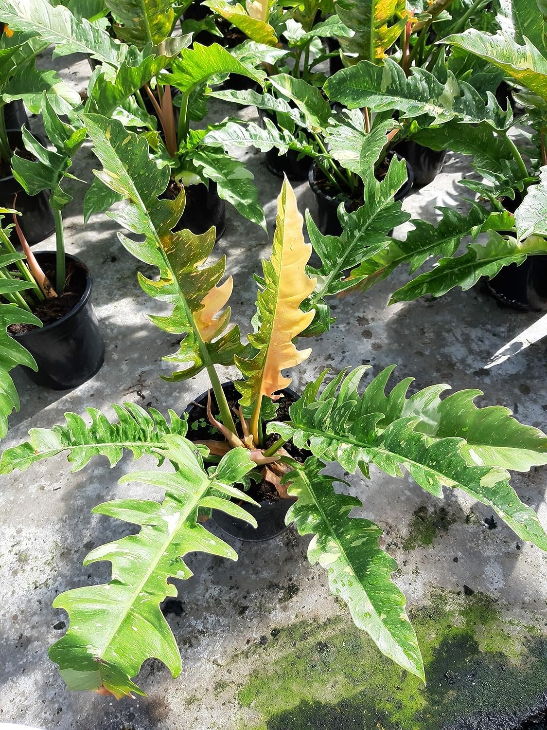 philodendron kaleidoscope Wekiva Foliage Philodendron Ring of Fire - Live Plant in a 4 in. Pot - Philodendron Wendlandii x P. Tortum