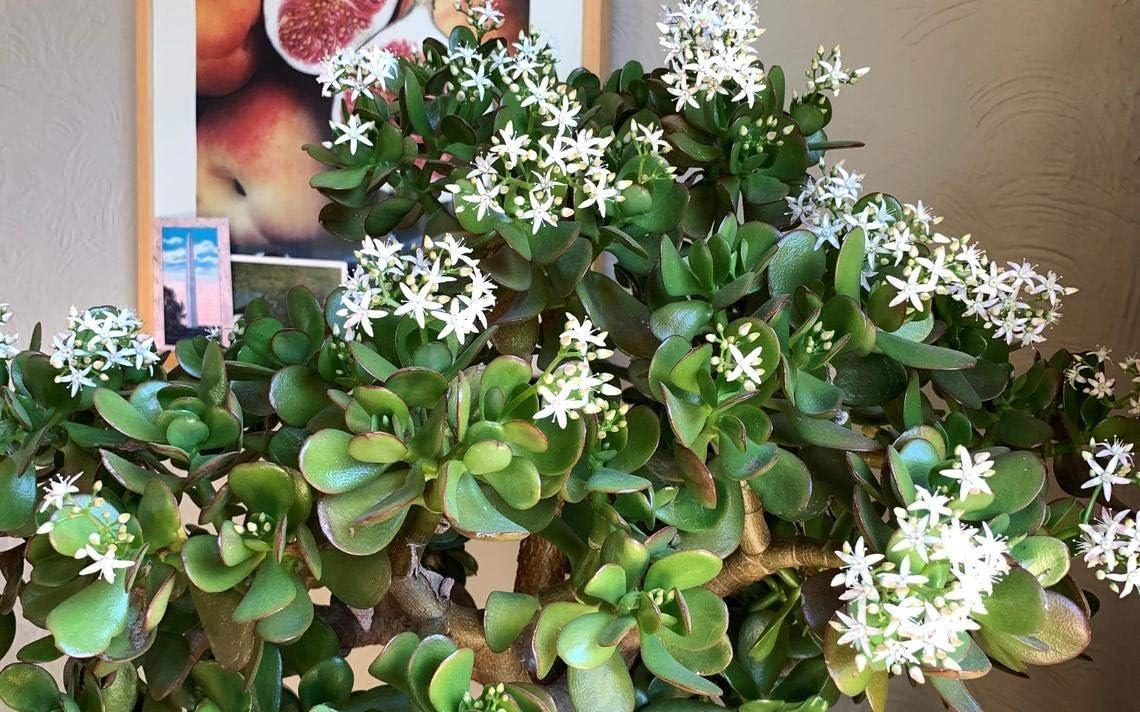 jade plant live Jade Plant - Live Plants in 6 Inch Pots - Crassula Ovata