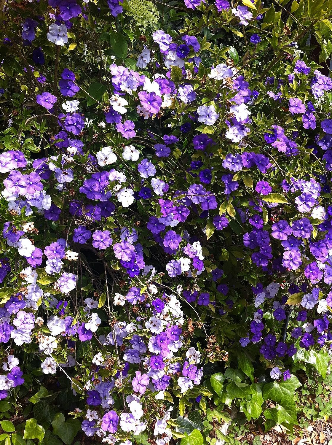 Yesterday Today And Tomorrow Plant How To Grow Care Yesterday Today