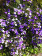 Yesterday Today and Tomorrow Bush - Live Plant in a 10 Inch Growers Pot - Brunfelsia Pauciflora &