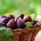 Fig Tree - Live Plant in a 2 Inch Pot - Ficus Carica - Edible Fruit Tree for The Patio and Garden