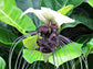 White Bat Flower - Live Plant in a 4 Inch Pot - Not in Bloom When Shipped - Tacca Integrifolia - Extremely Rare and Exotic Flowering Plant
