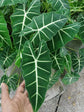 Alocasia - 4 Live Starter Plants in 2 Inch Pots - Alocasia - Florist Quality Air Purifying Indoor Plant - Nature&